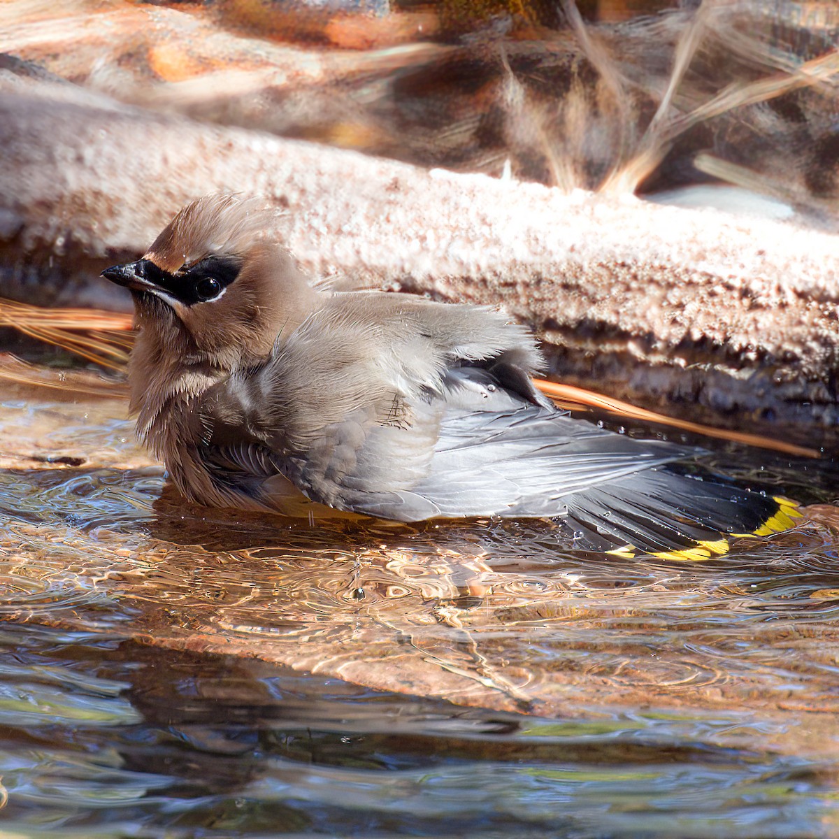 Cedar Waxwing - ML643744555