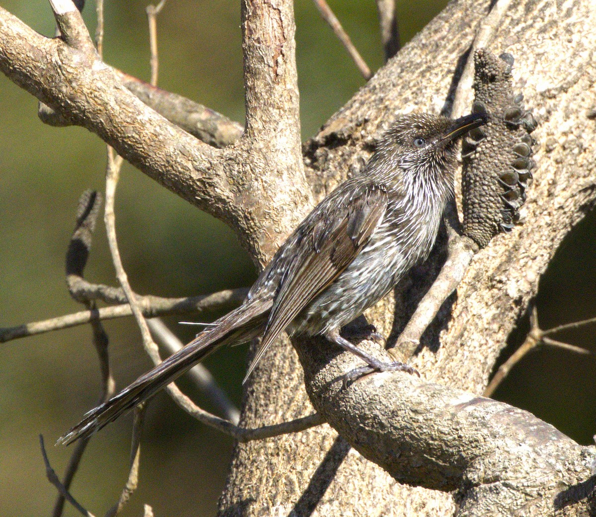 Little Wattlebird - ML643744563
