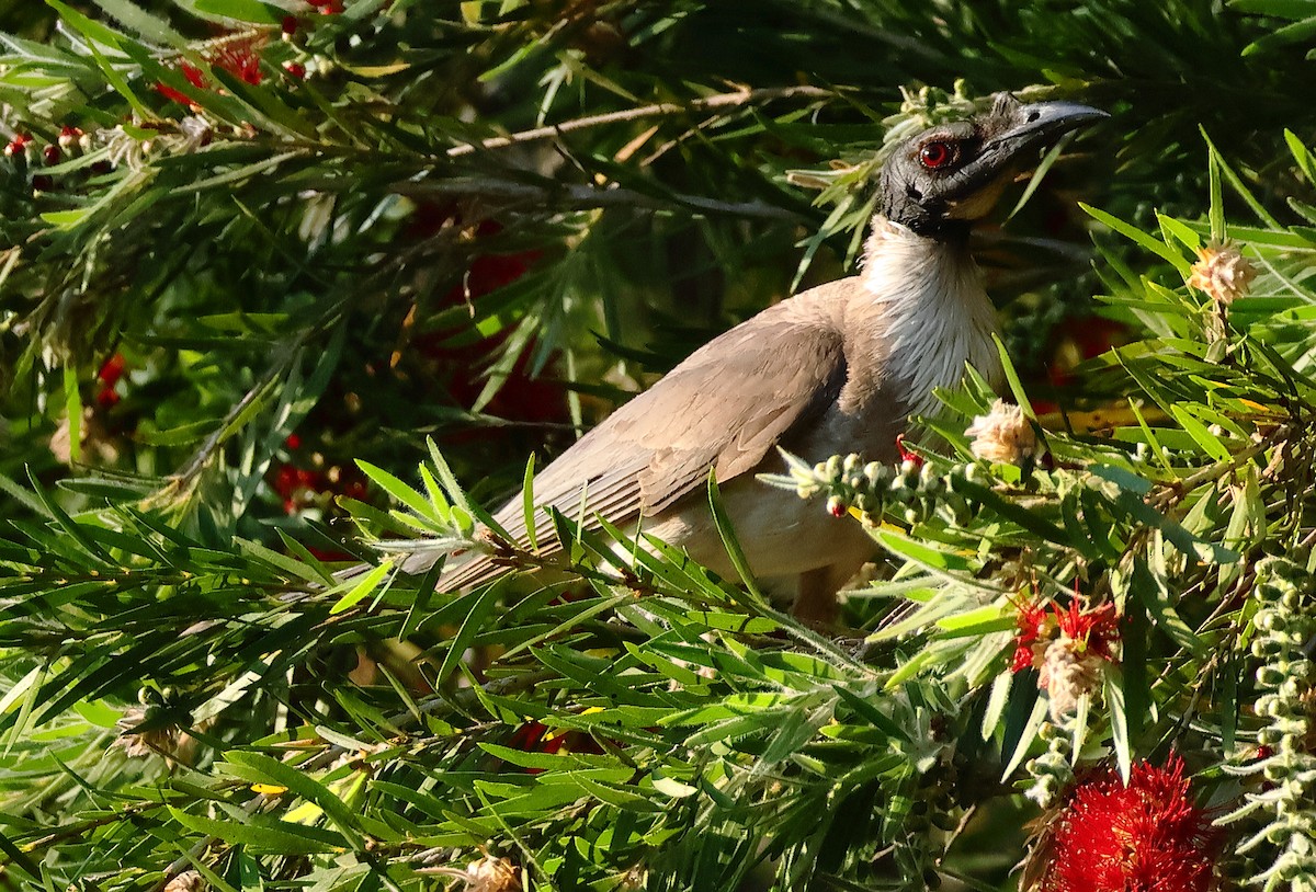 Noisy Friarbird - ML643744584
