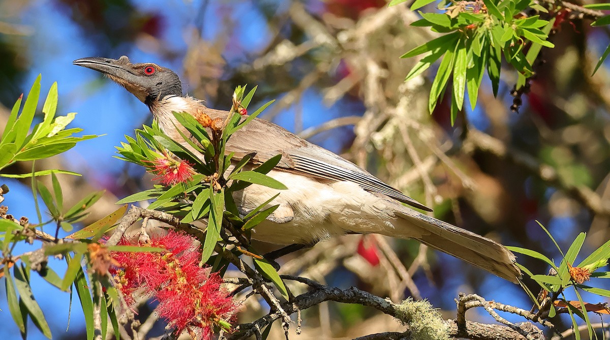 Noisy Friarbird - ML643744585