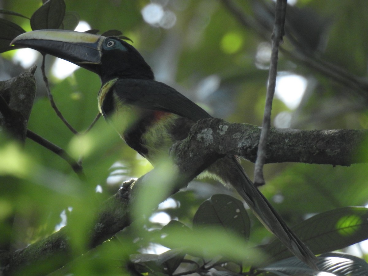 Many-banded Aracari - ML643744587