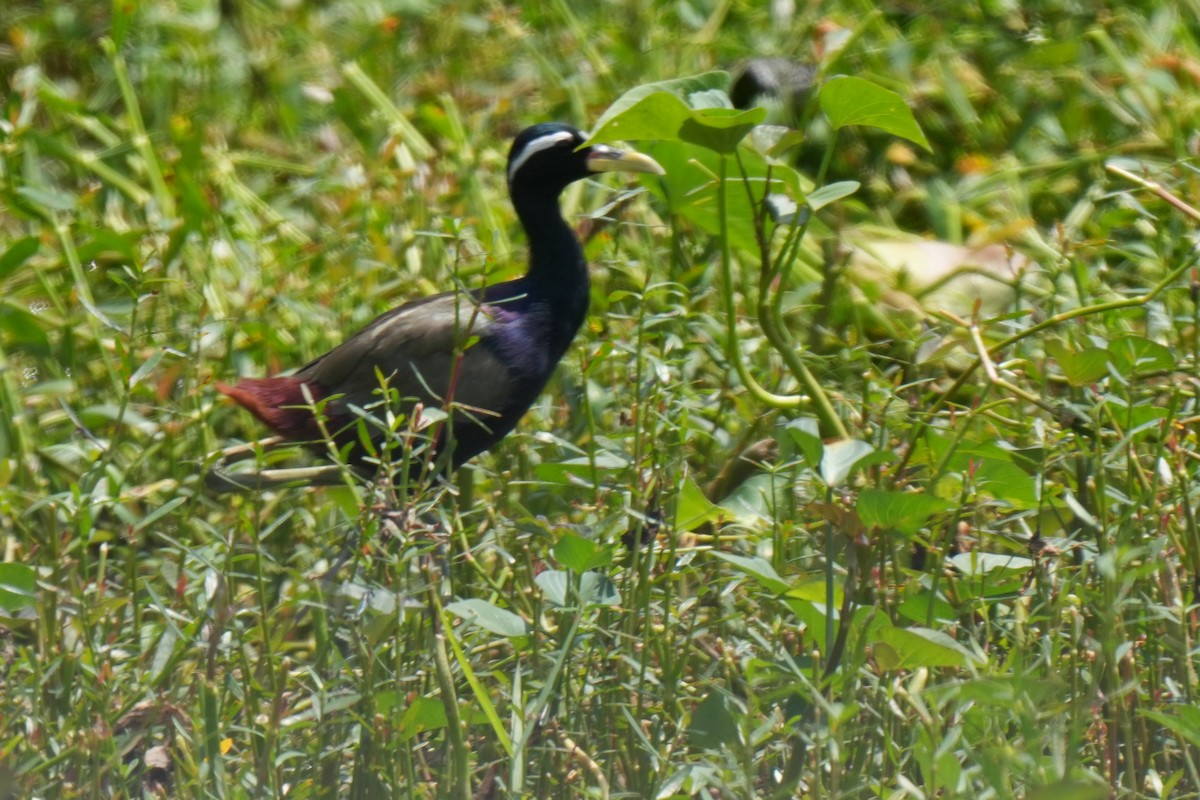Bronze-winged Jacana - ML643744588
