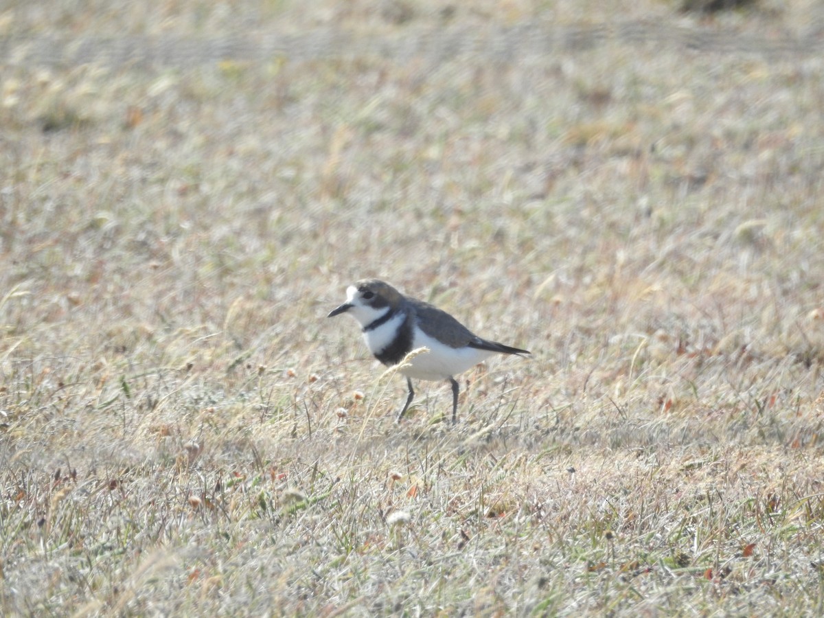 Two-banded Plover - ML643744591