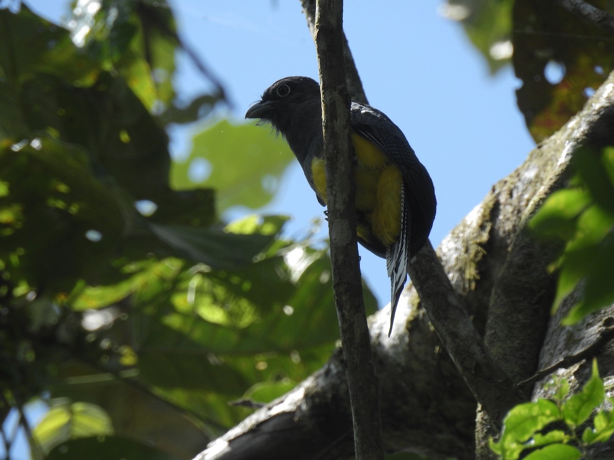 Green-backed Trogon - ML643744594