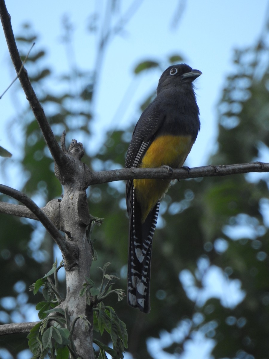 Green-backed Trogon - ML643744597