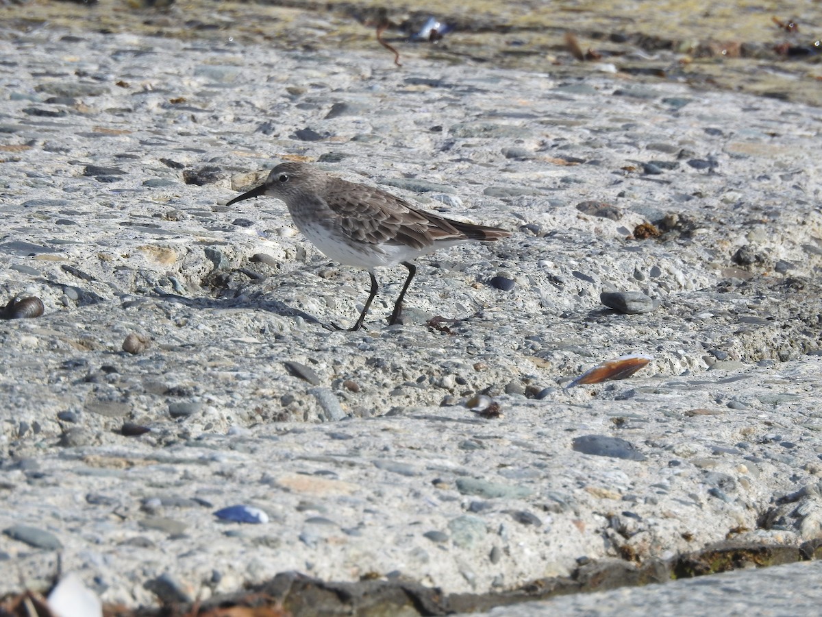 White-rumped Sandpiper - ML643744599