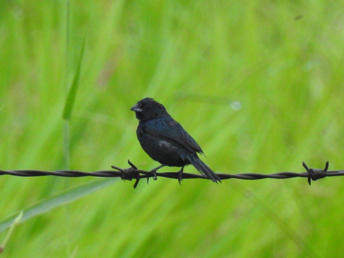 Blue-black Grassquit - ML643744600