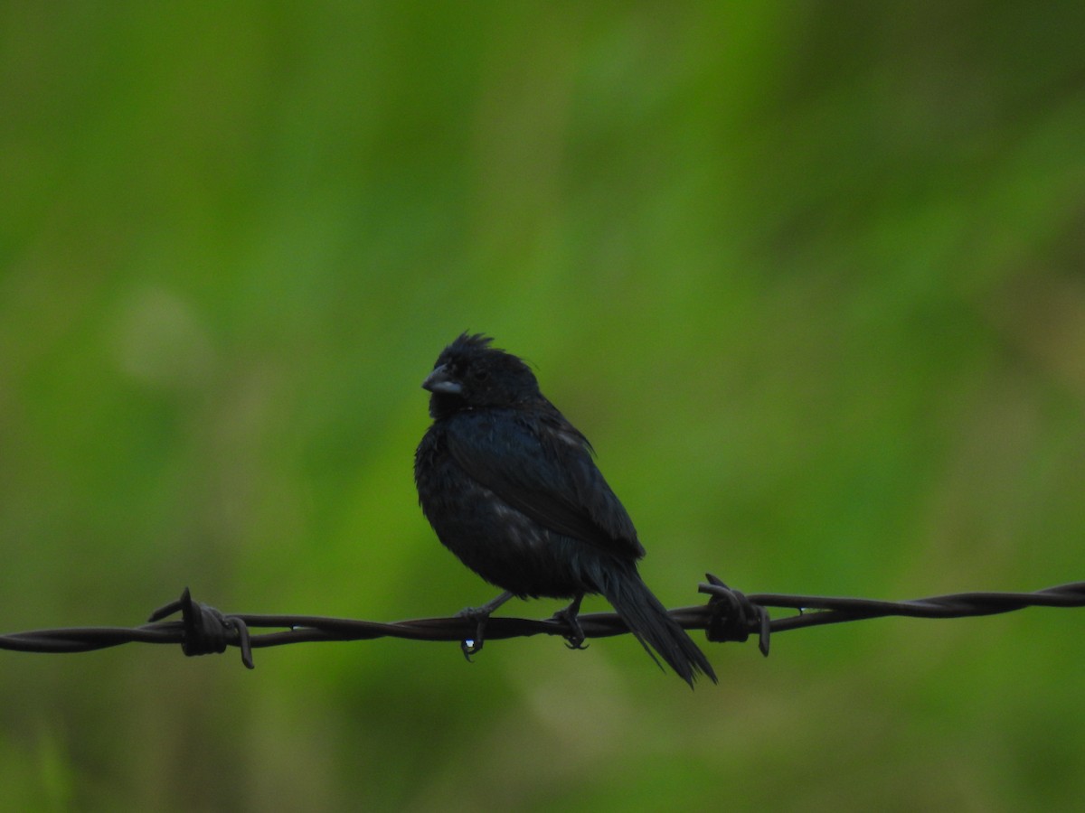 Blue-black Grassquit - ML643744602