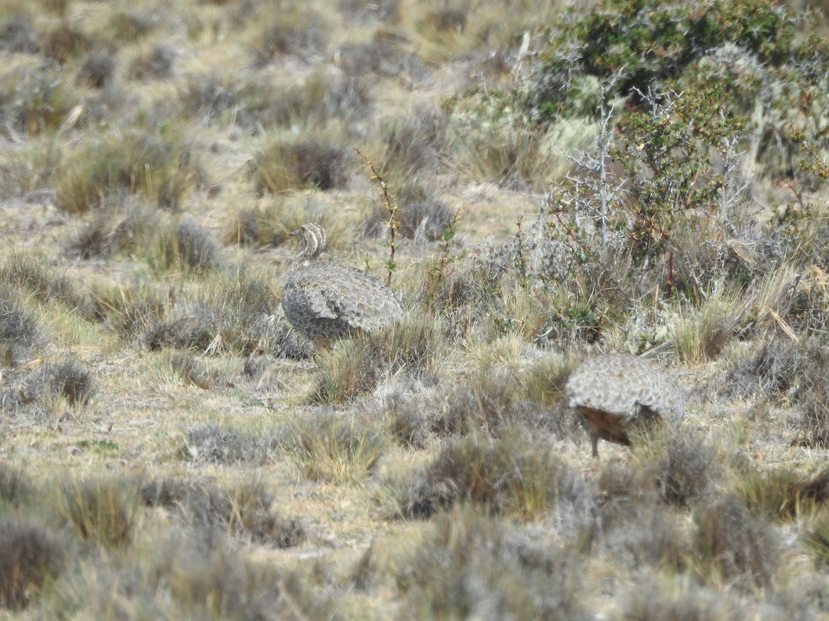 tinama patagonská - ML643744612