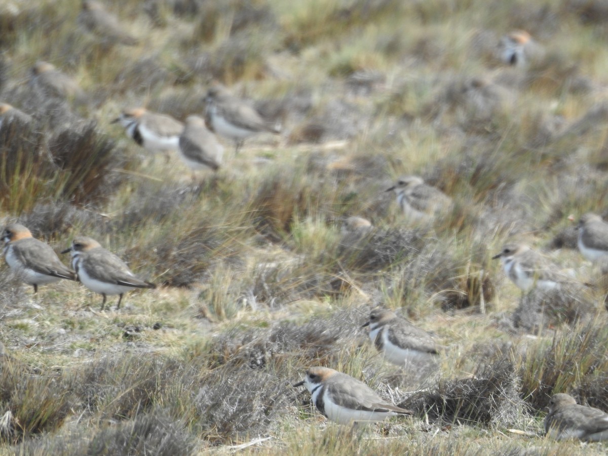 Two-banded Plover - ML643744619