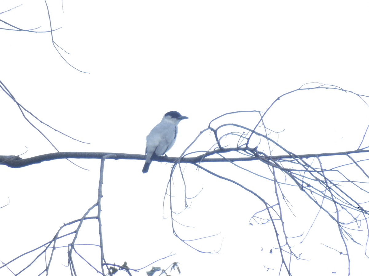 Black-crowned Tityra - ML643744629