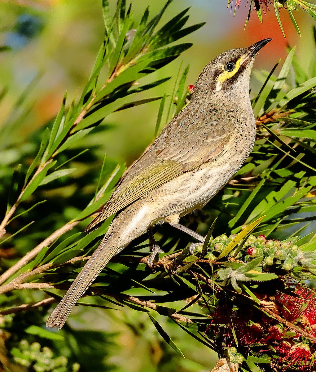 Yellow-faced Honeyeater - ML643744631