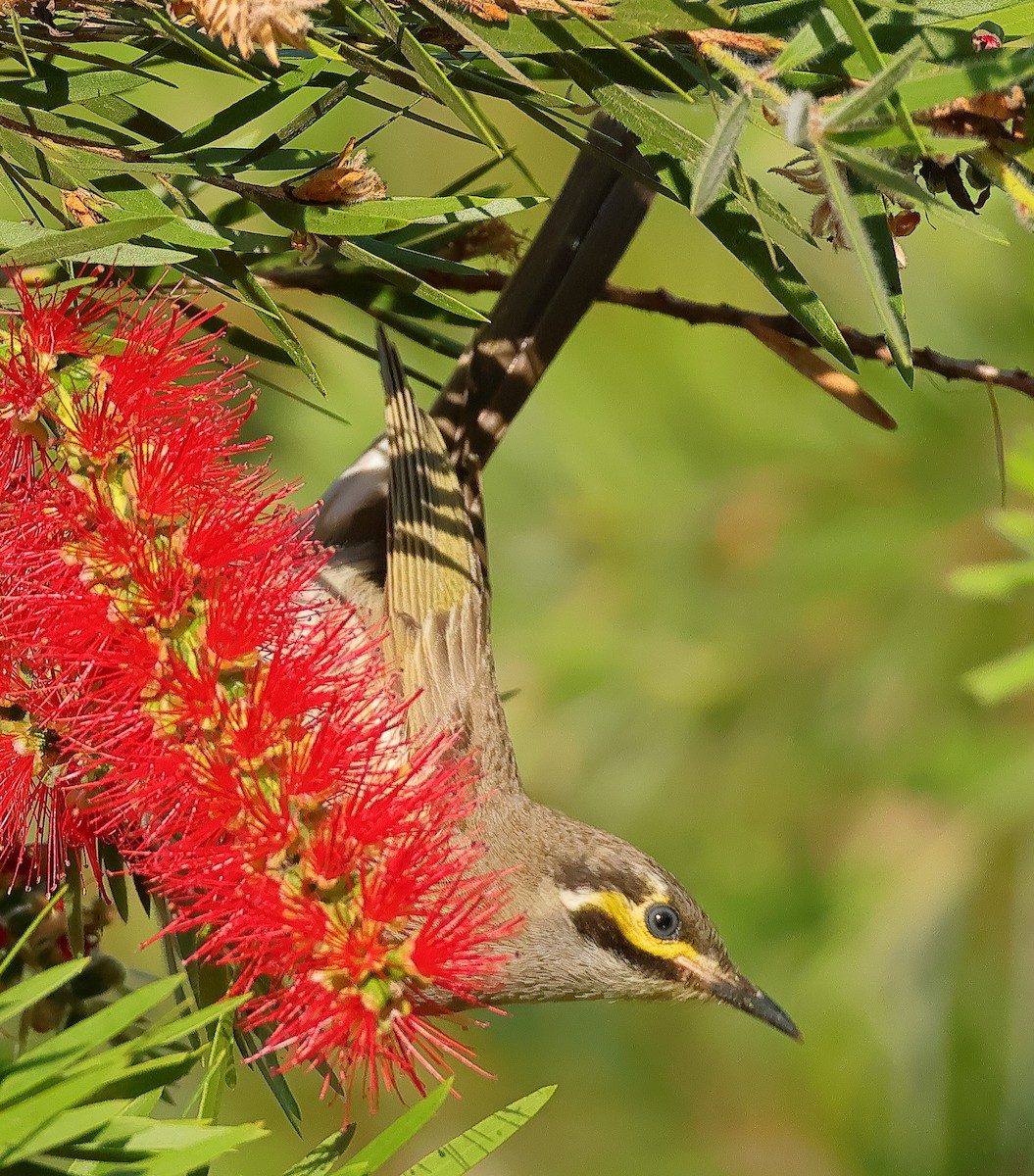 Yellow-faced Honeyeater - ML643744632