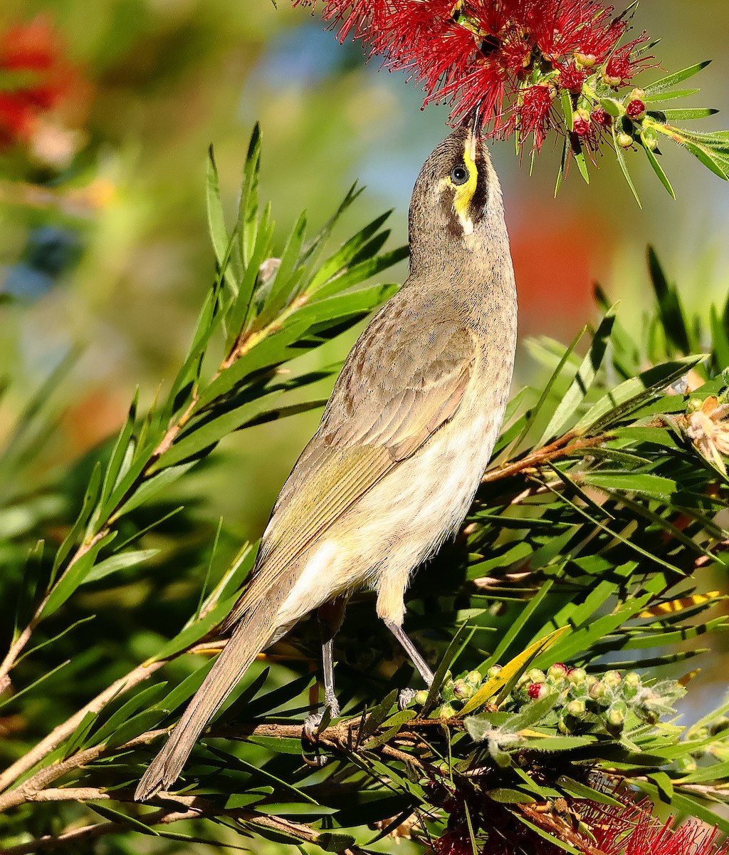 Yellow-faced Honeyeater - ML643744633