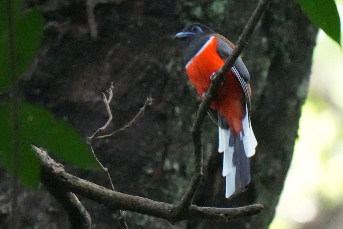 Malabar Trogon - ML643744640