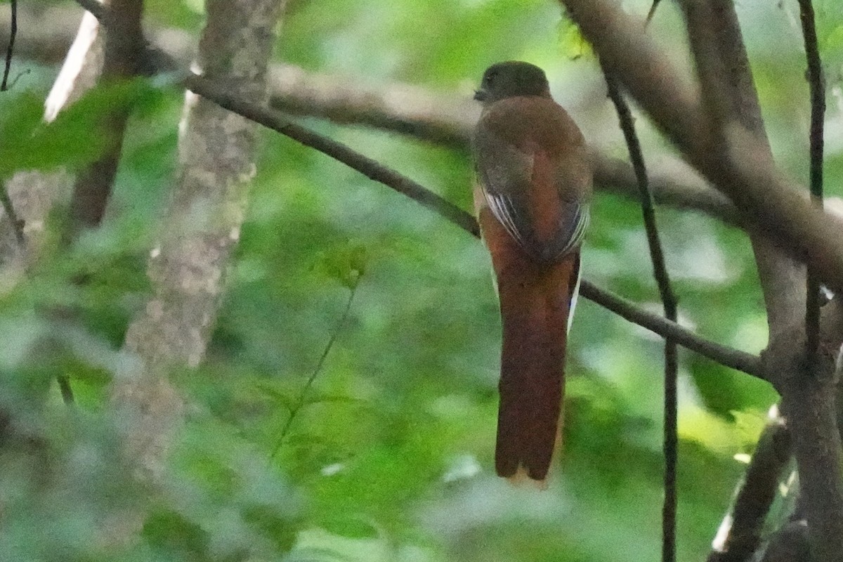 Malabar Trogon - ML643744641