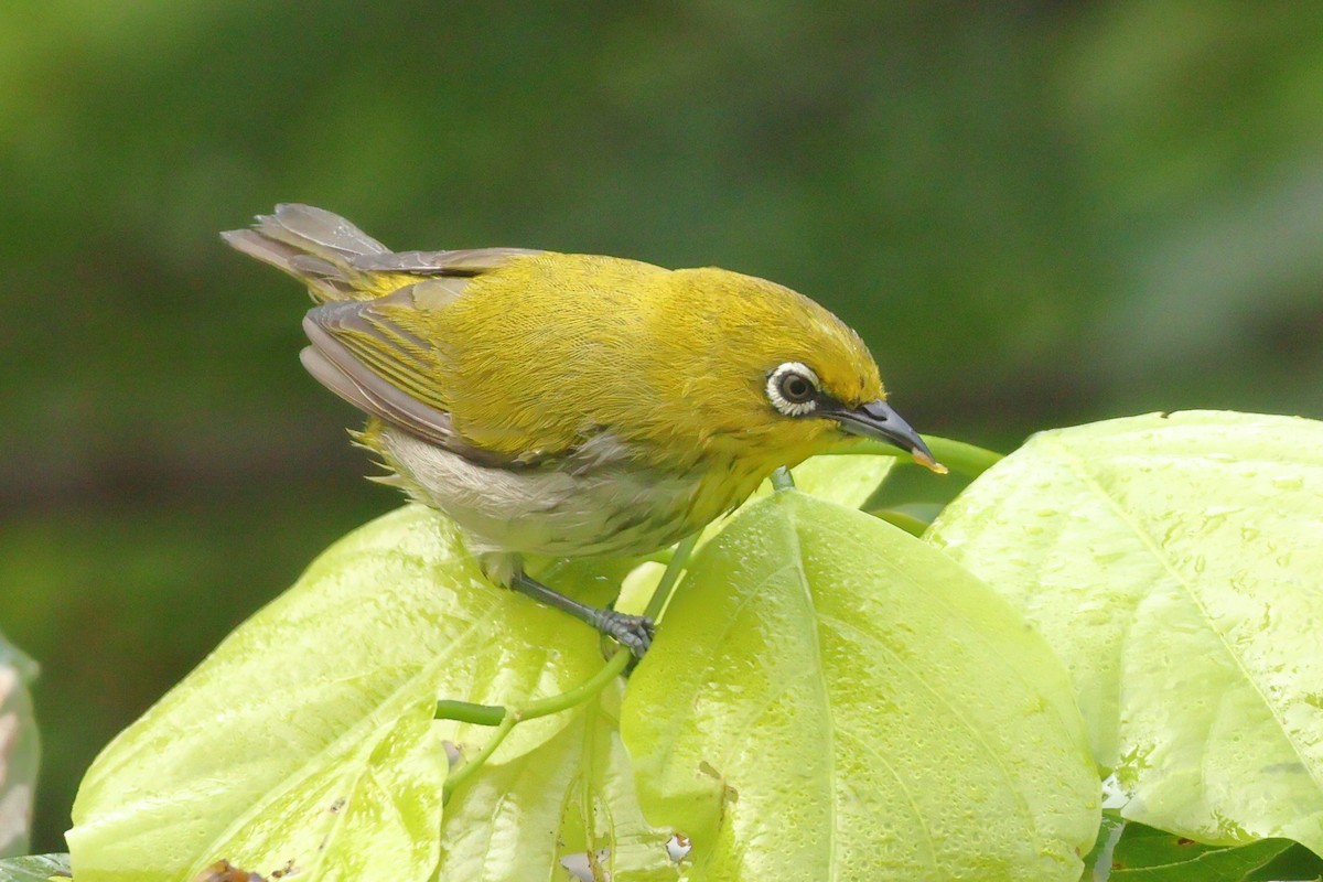 Indian White-eye - ML643744651