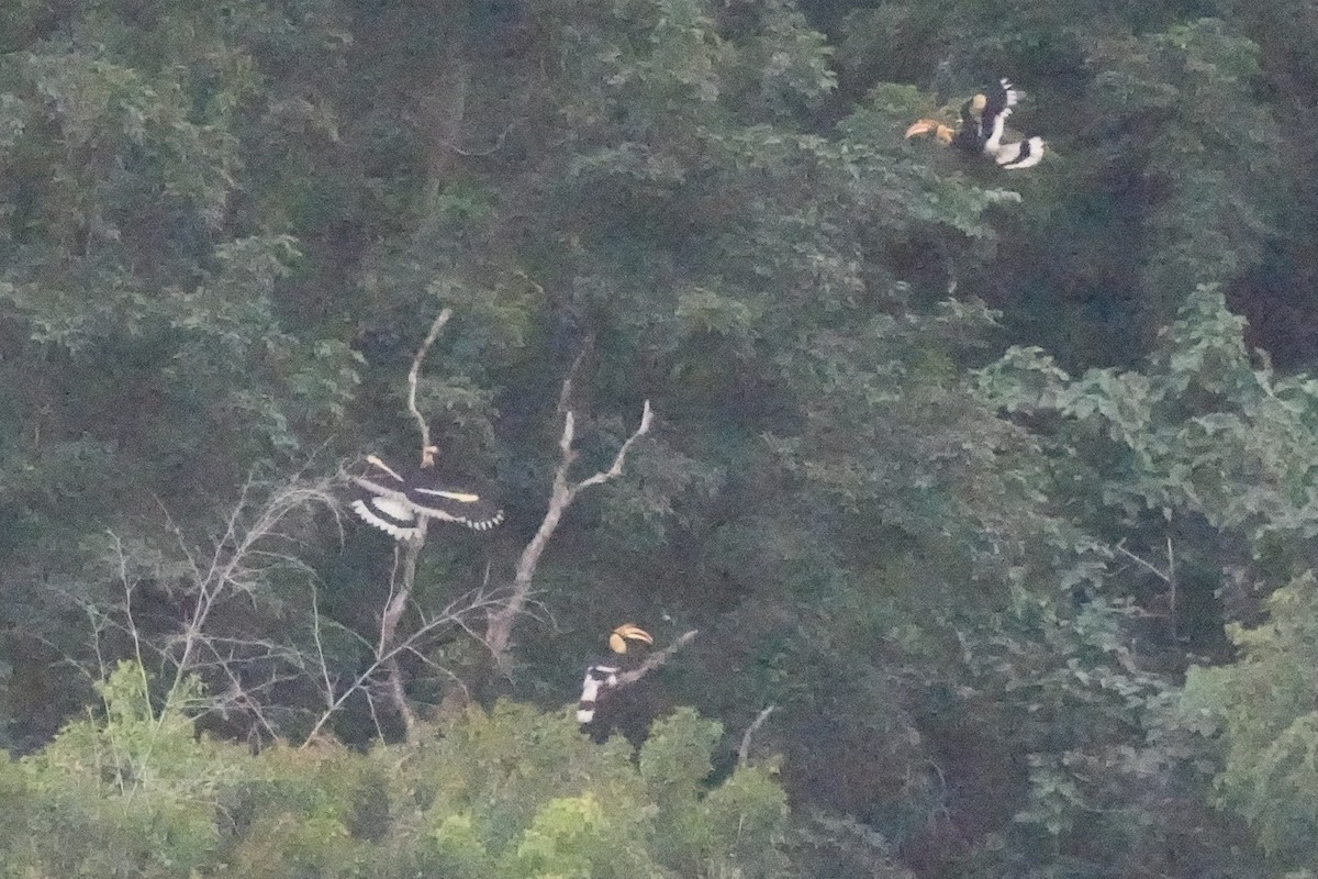 Great Hornbill - ML643744661