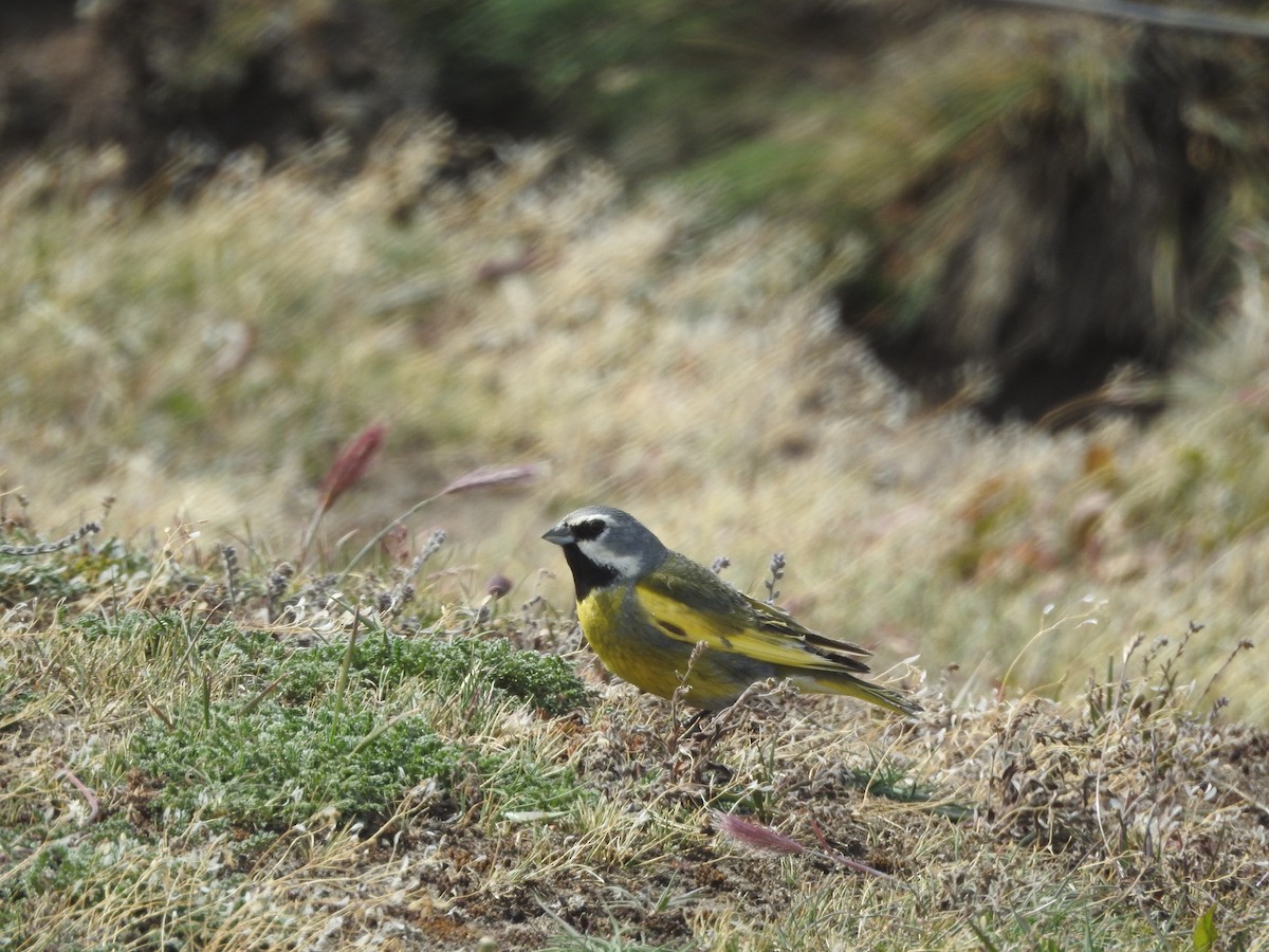 ノドグロシトド - ML643744677