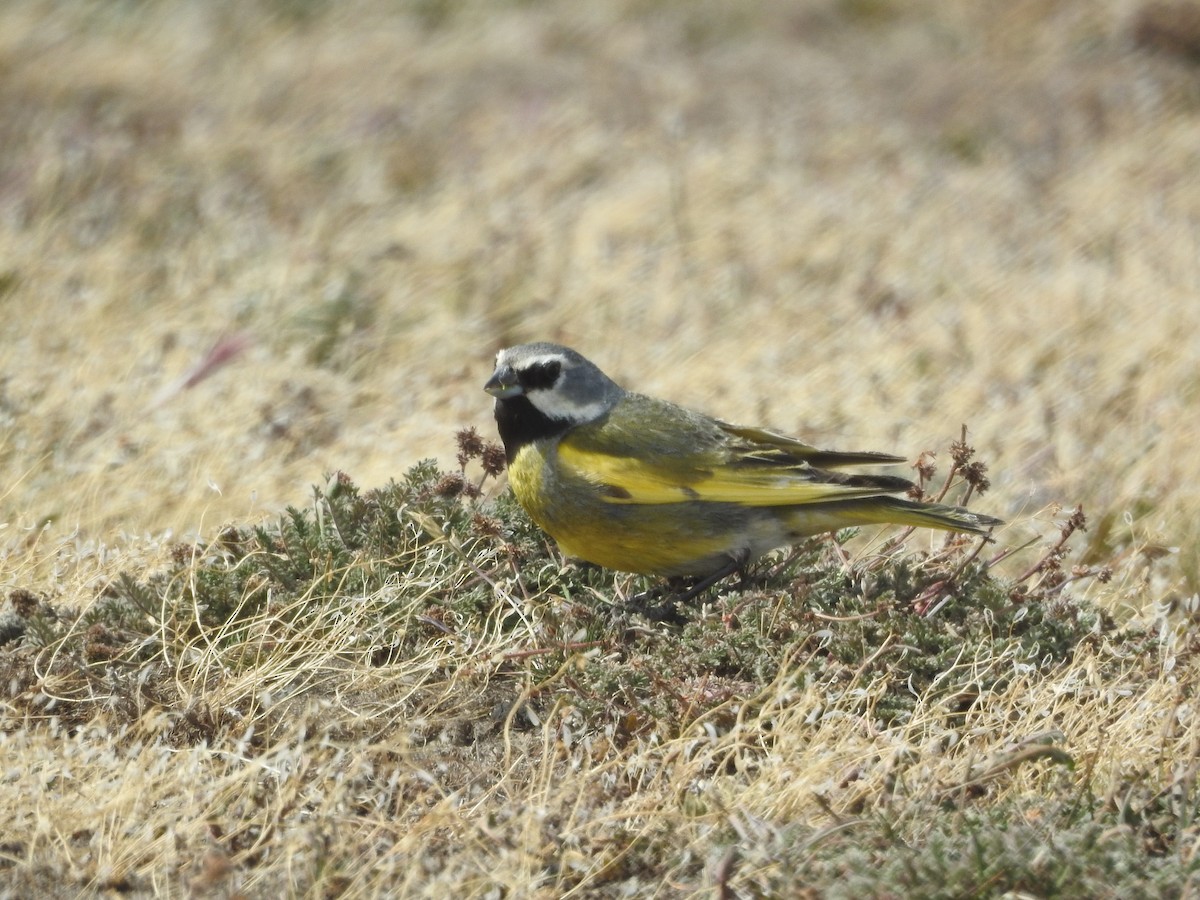 ノドグロシトド - ML643744678