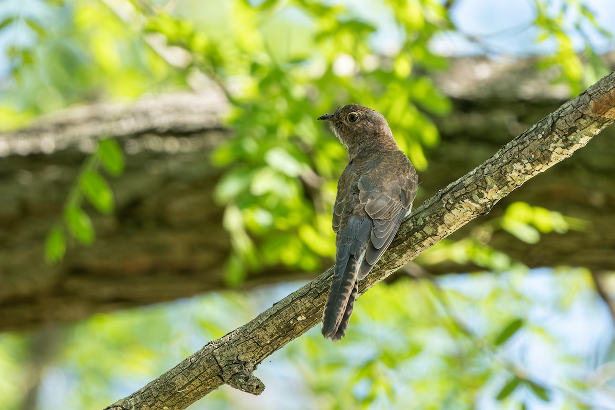 Fan-tailed Cuckoo - ML643744694