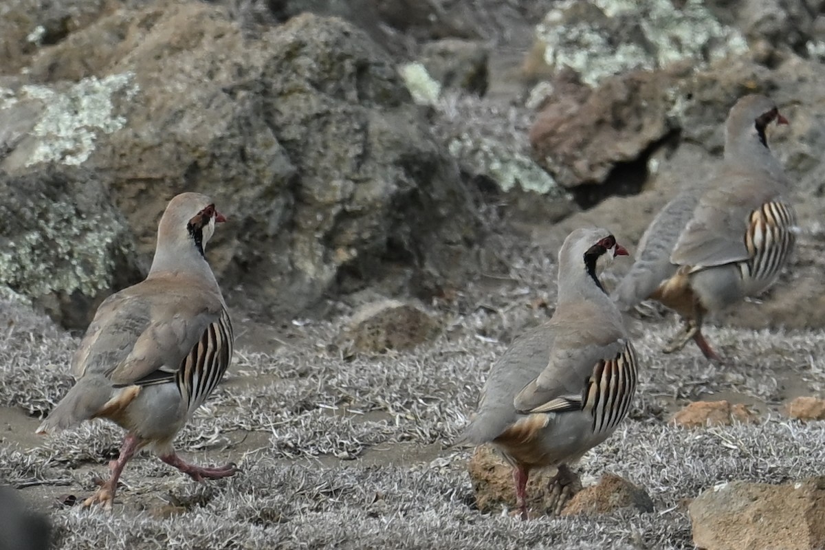 Chukar - ML643744701