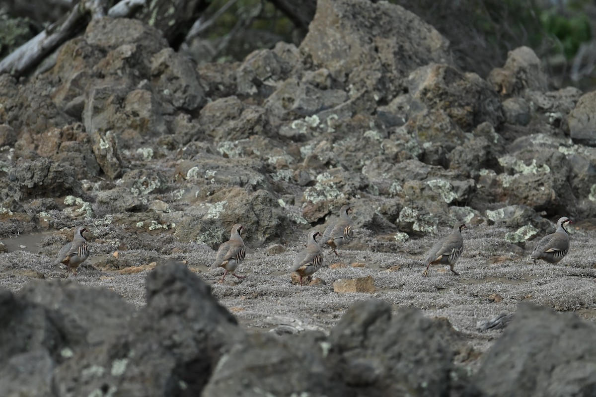 Chukar - ML643744702
