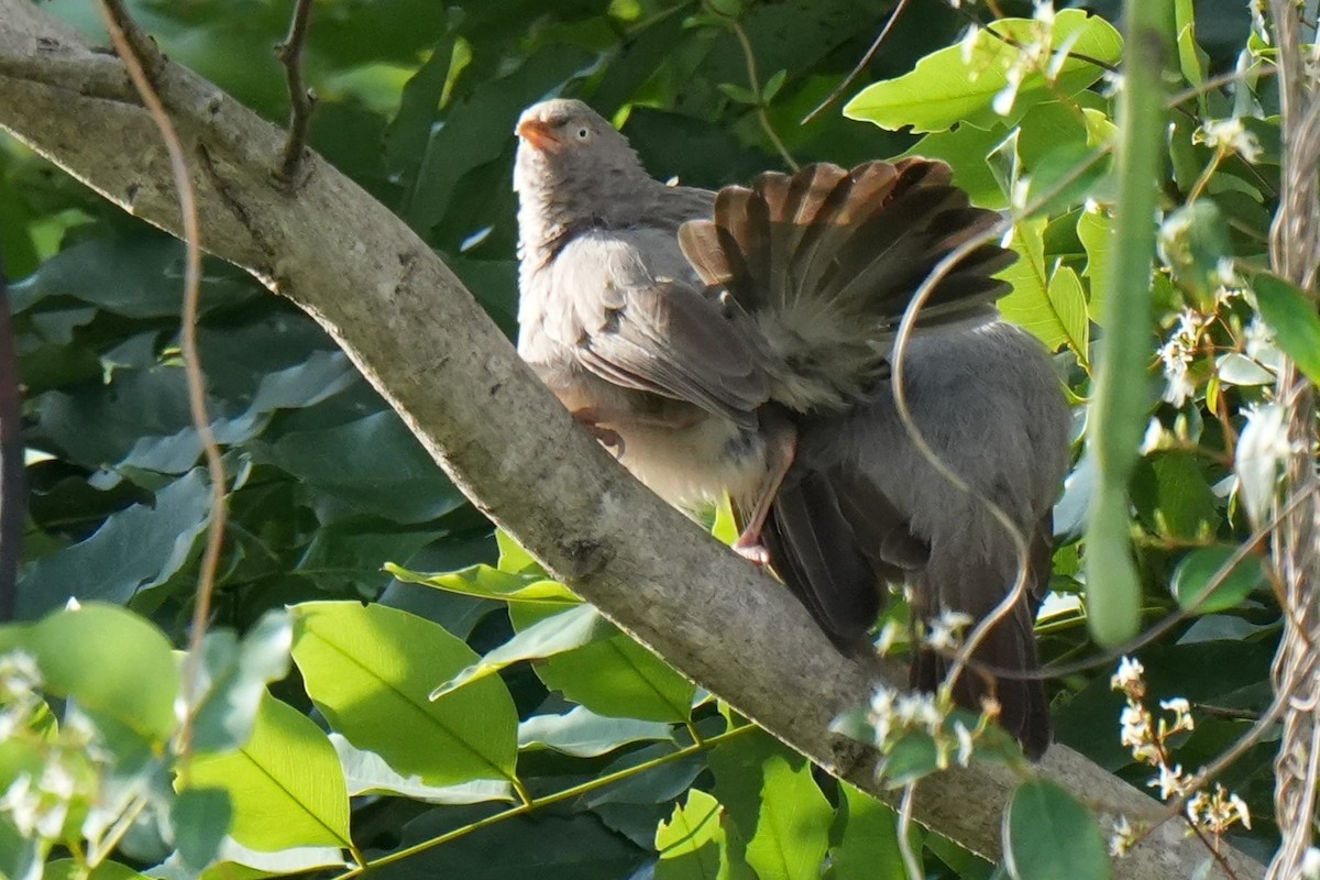 Yellow-billed Babbler - ML643744704