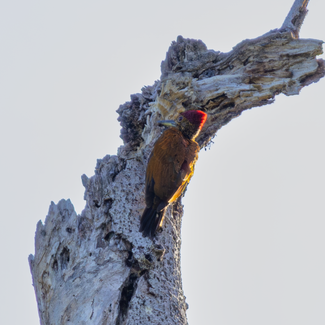 Buff-spotted Flameback - ML643744715