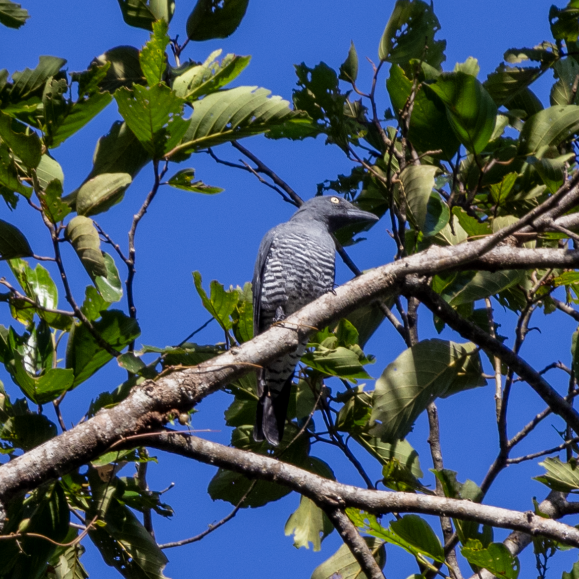 Mindanao Cuckooshrike - ML643744721