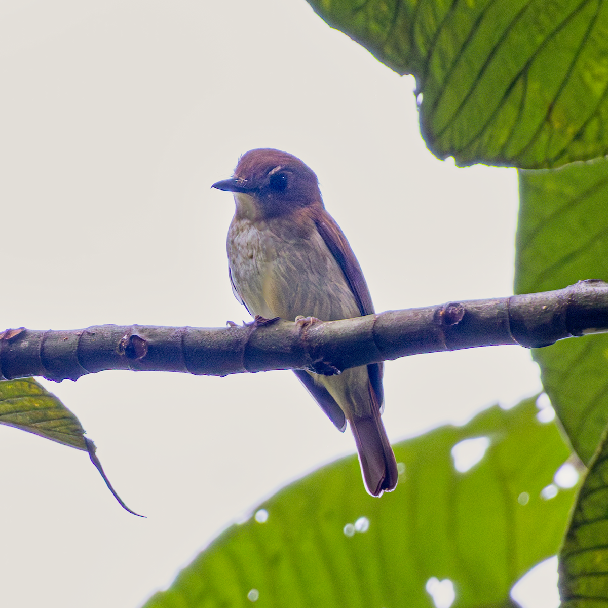 Philippine Jungle Flycatcher - ML643744722