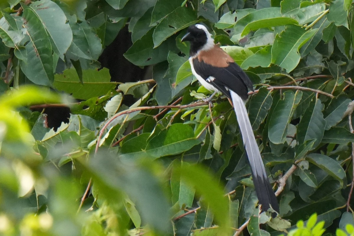 White-bellied Treepie - ML643744723