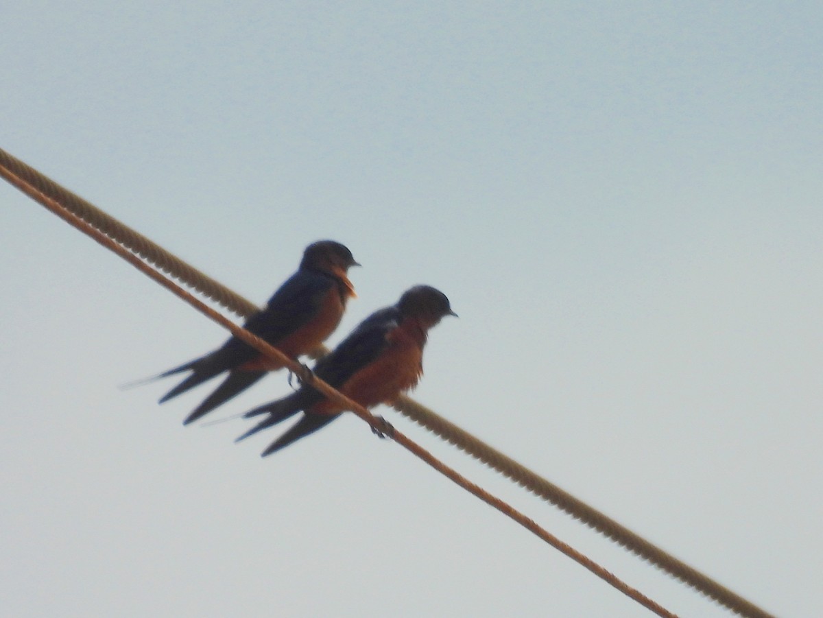 Sri Lanka Swallow - ML643744742