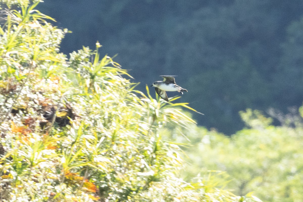 Herald Petrel - ML643744756