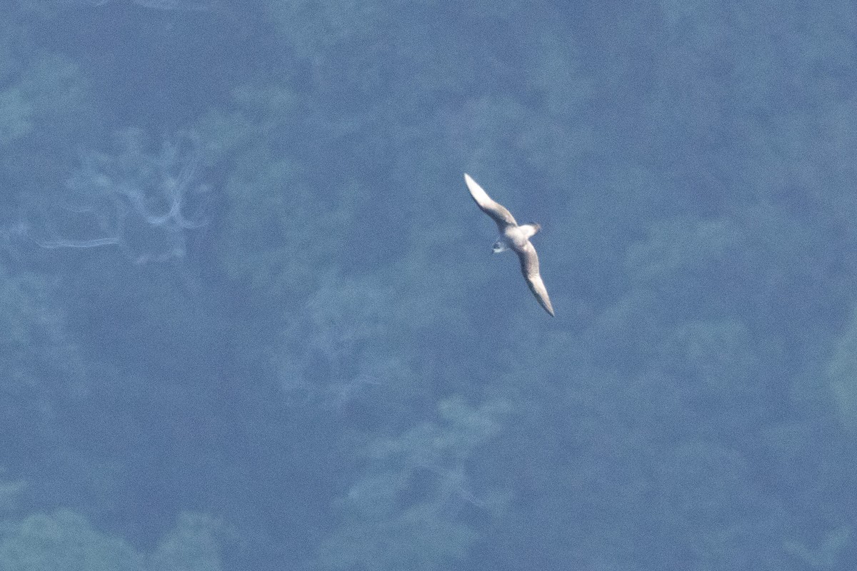 Herald Petrel - ML643744757