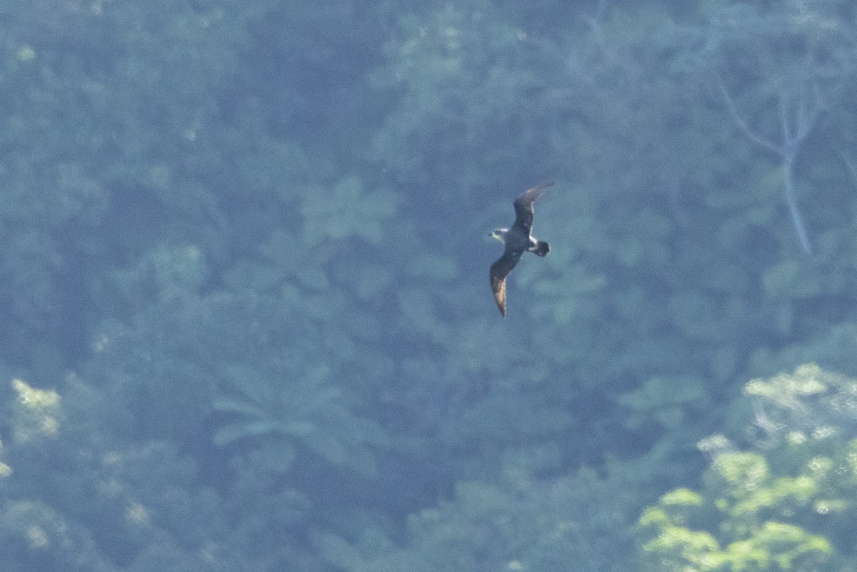 Herald Petrel - ML643744759