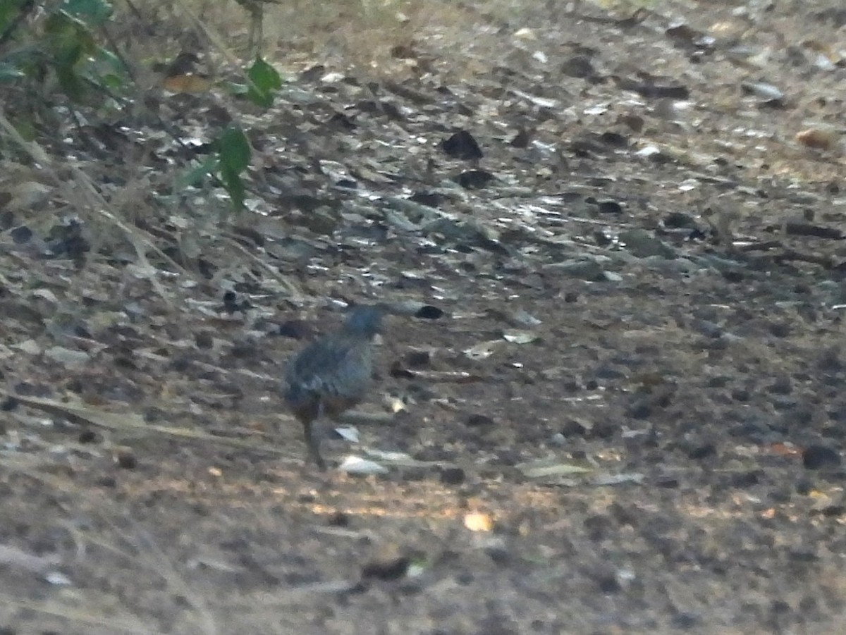 Barred Buttonquail - ML643744763