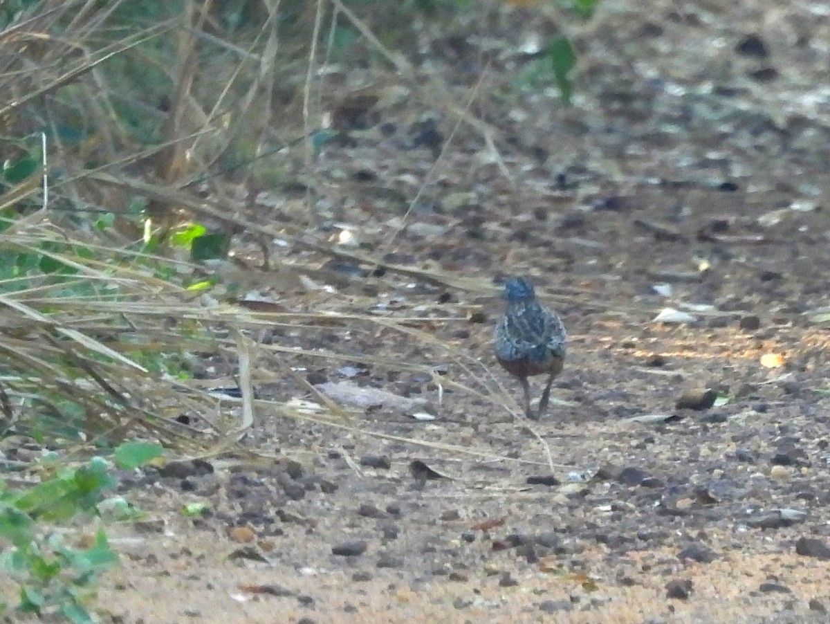 Barred Buttonquail - ML643744764