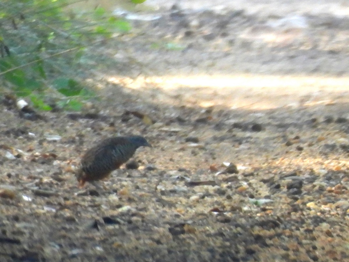 Barred Buttonquail - ML643744765