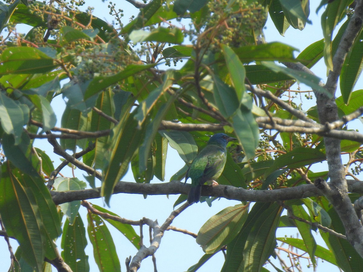 Blue Dacnis - ML643744767