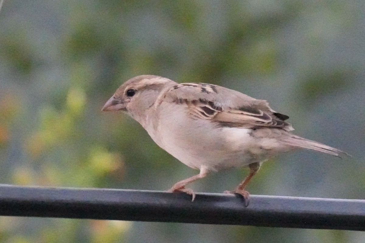 House Sparrow - ML643744769