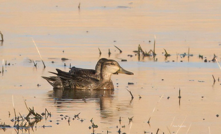 Green-winged Teal (Eurasian) - ML643744770