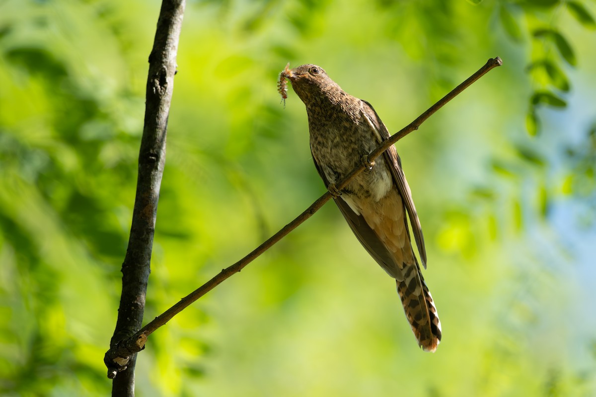 Fan-tailed Cuckoo - ML643744778