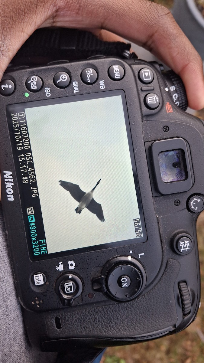 Canada Goose - ML643744788