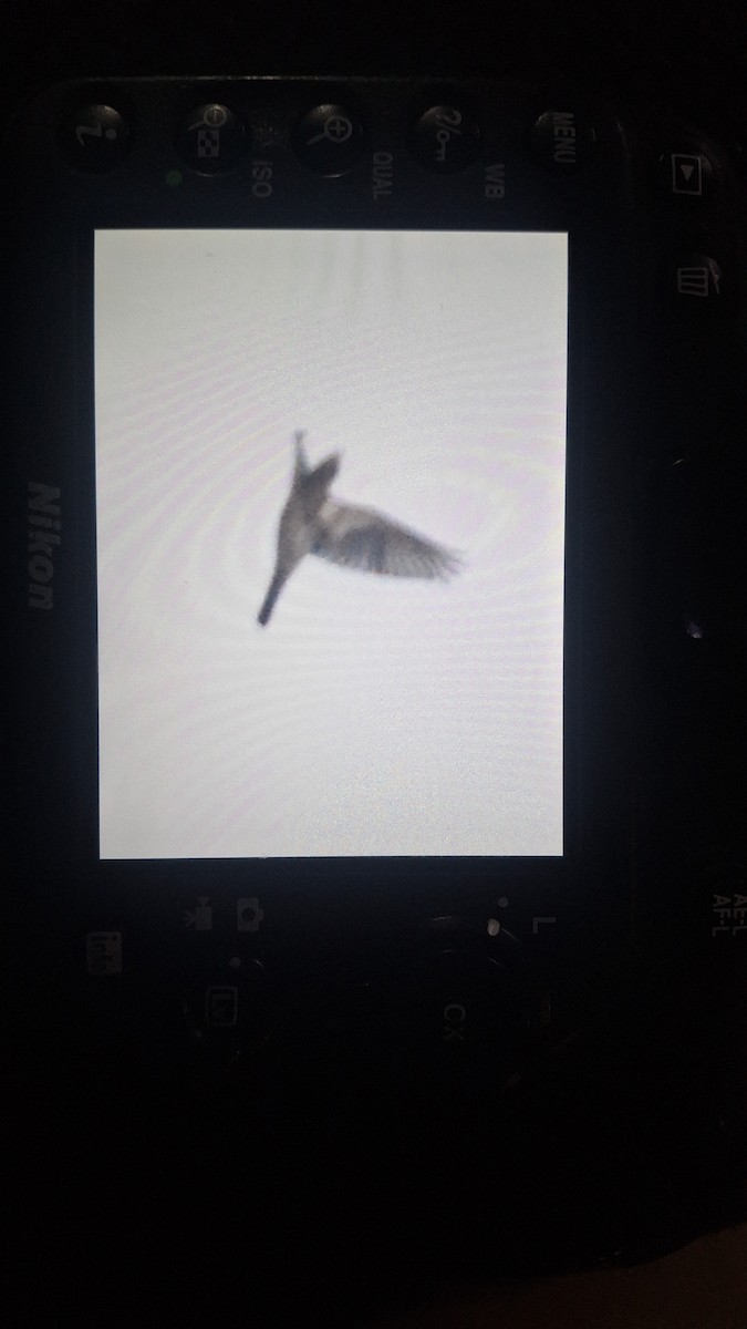 Fieldfare - ML643744794