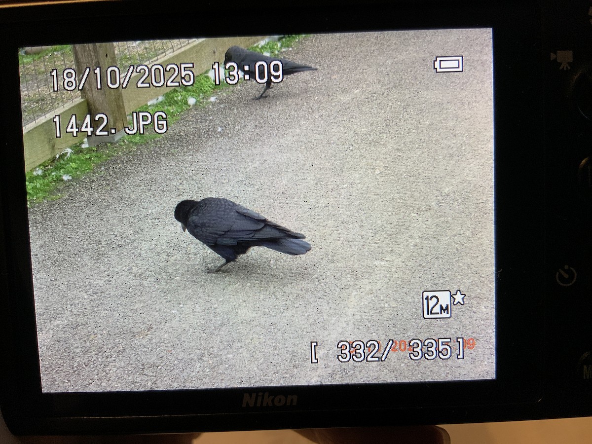 Corbeau freux - ML643744813
