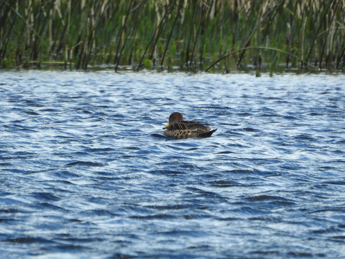 Yellow-billed Pintail - ML643744832