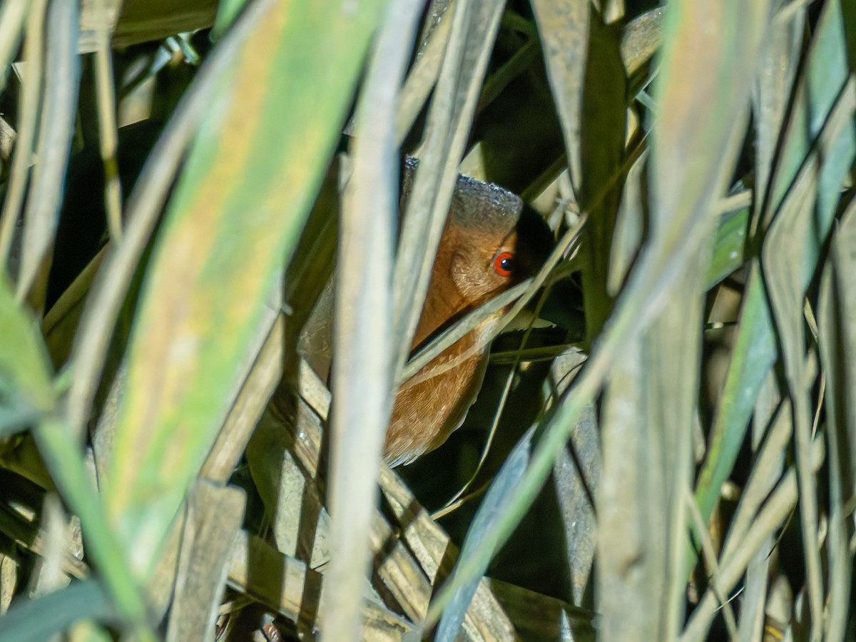 damrikse - ML643744834