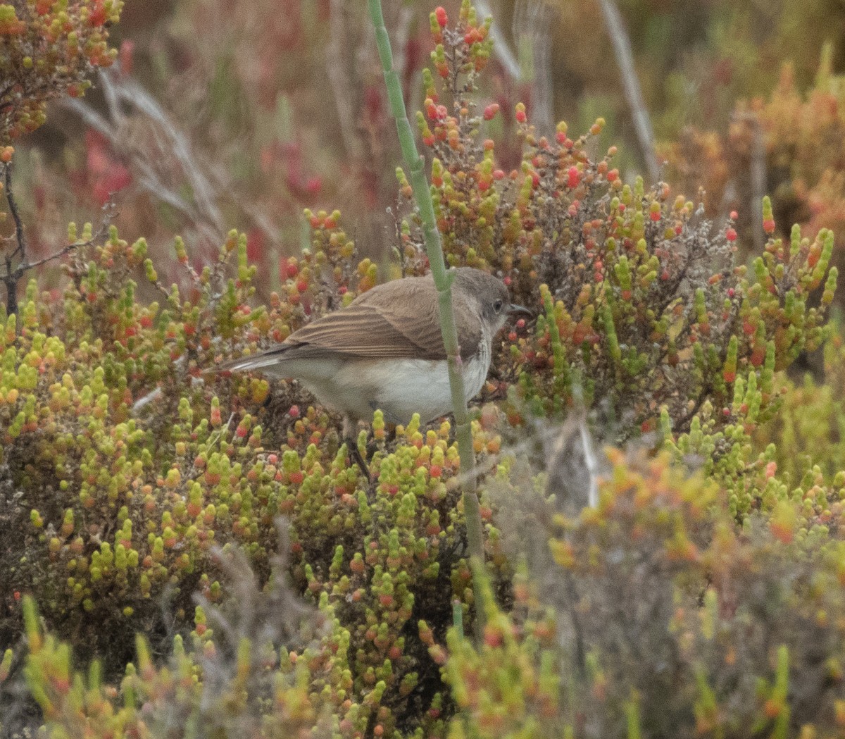 White-fronted Chat - ML643744836