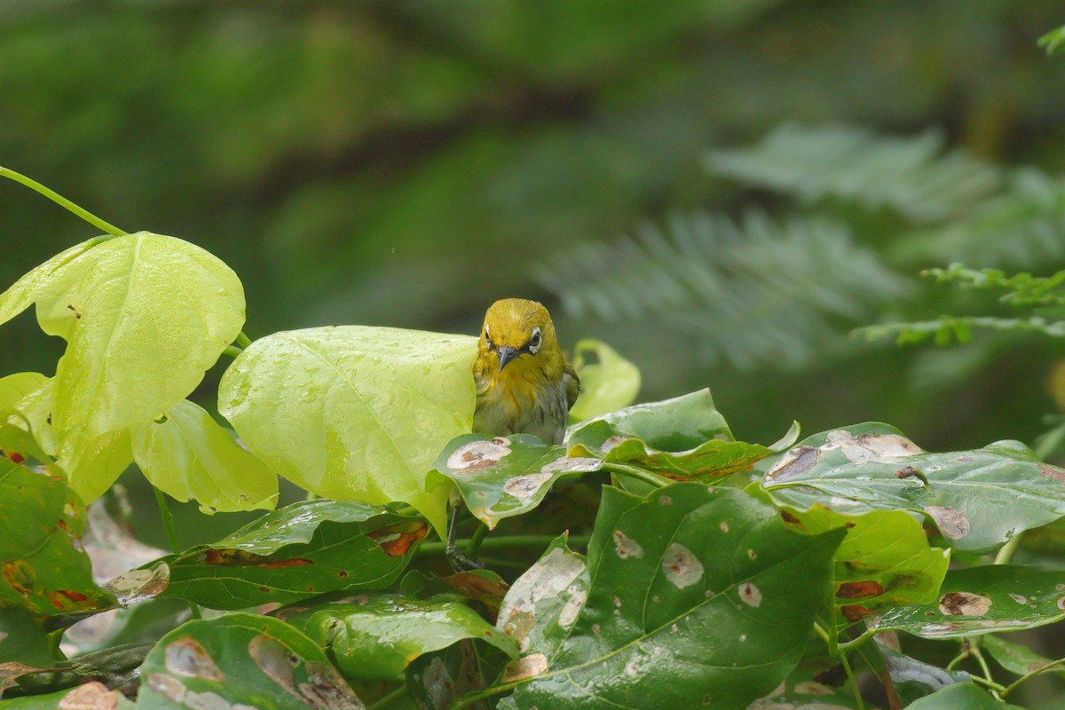 Indian White-eye - ML643744837